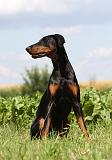 DOBERMANN 1235